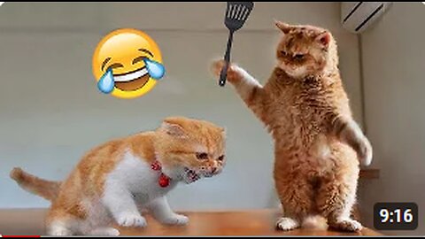 Best Funny Animal Videos of the year (2023), funniest animals ever. relax with cute animals video