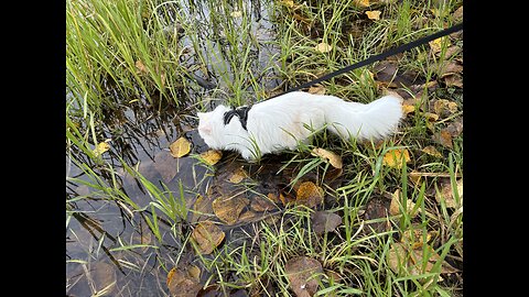 Adventure Cat Explores a Lake