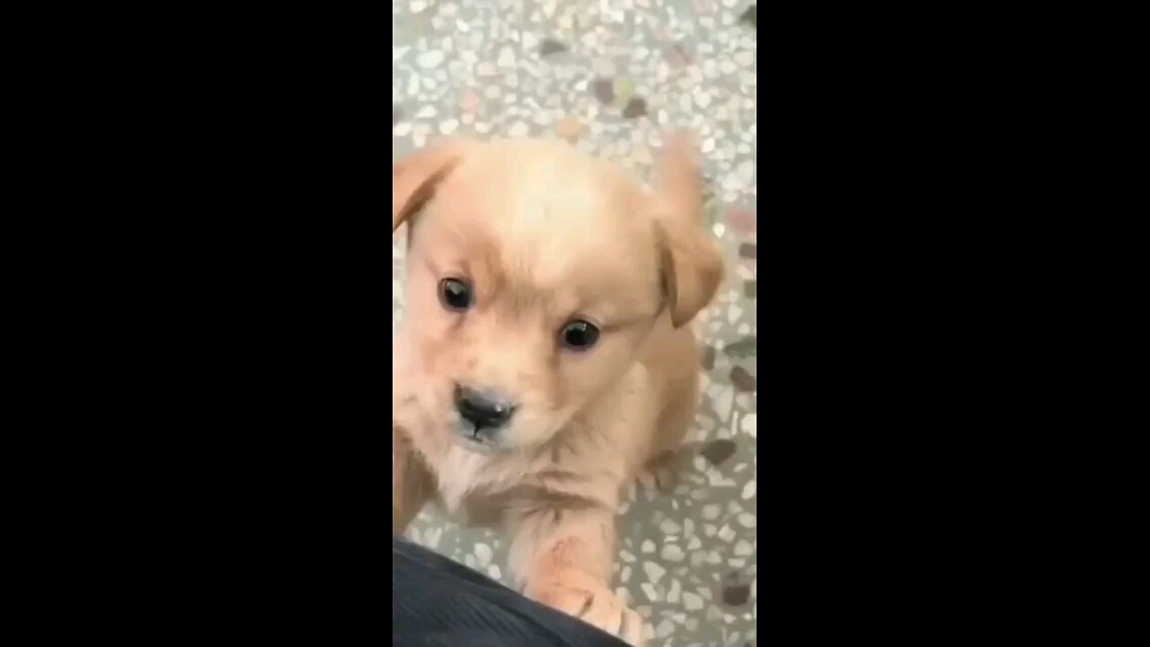 cute baby dog