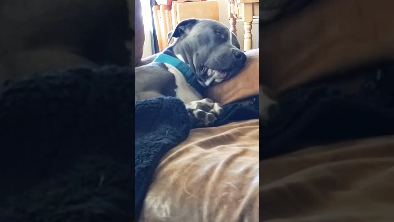 it's a ruff life. #einsteinsbackyard #snoringdog #pitties #pitbullsofyoutube #shorts #shortvideo