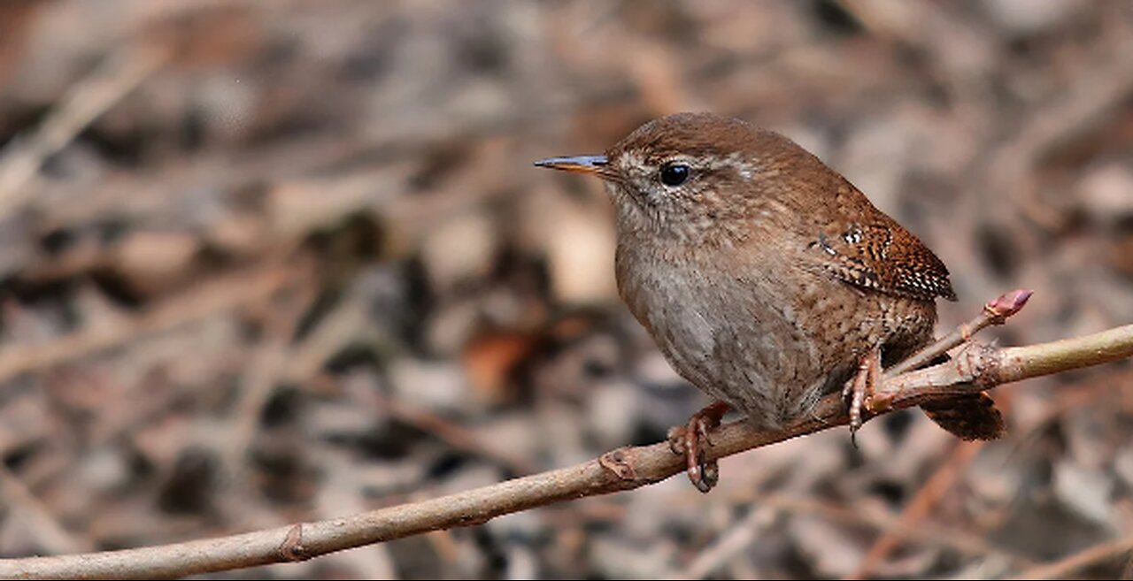 Brave Wild Sparrow