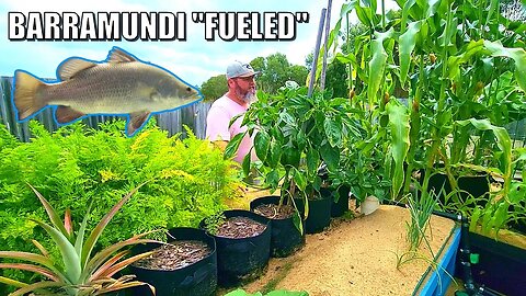 Growing in Aquaponics Sand Beds - iAVs Style with Dual Root Zone / Wicking Bags