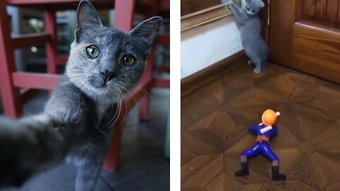 Funny cats compilation 2023