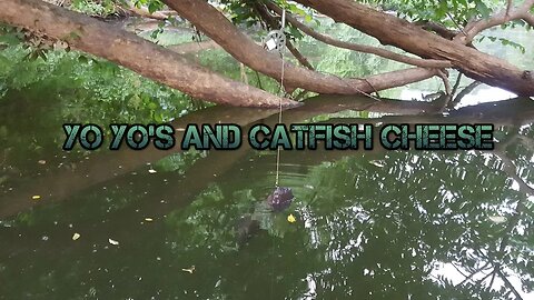 How to catch catfish with yo yos and catfish cheese