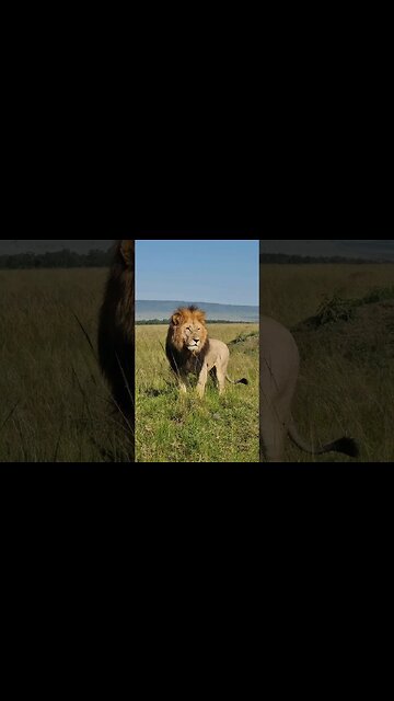 Maasai Mara Sightings Today 02/02/23 (Lions, etc) | Zebra Plains| #shorts | #ShortsAfrica