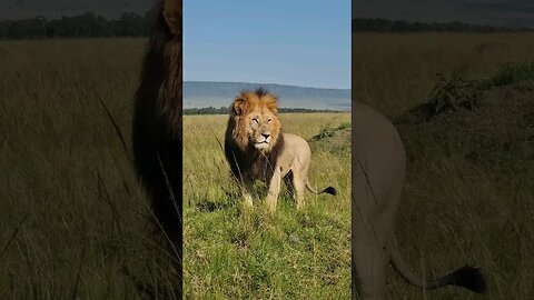 Maasai Mara Sightings Today 02/02/23 (Lions, etc) | Zebra Plains| #shorts | #ShortsAfrica