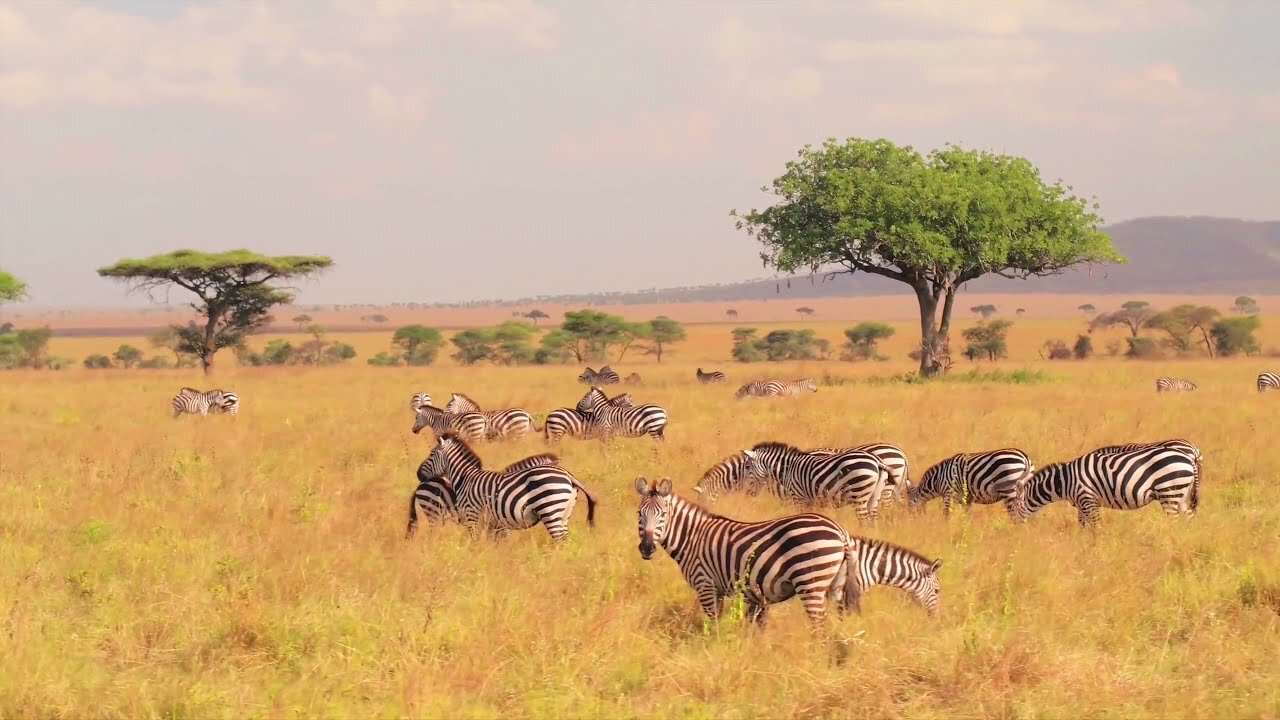 Stunning Encounter: Watch Zebras Roam Freely in the Park