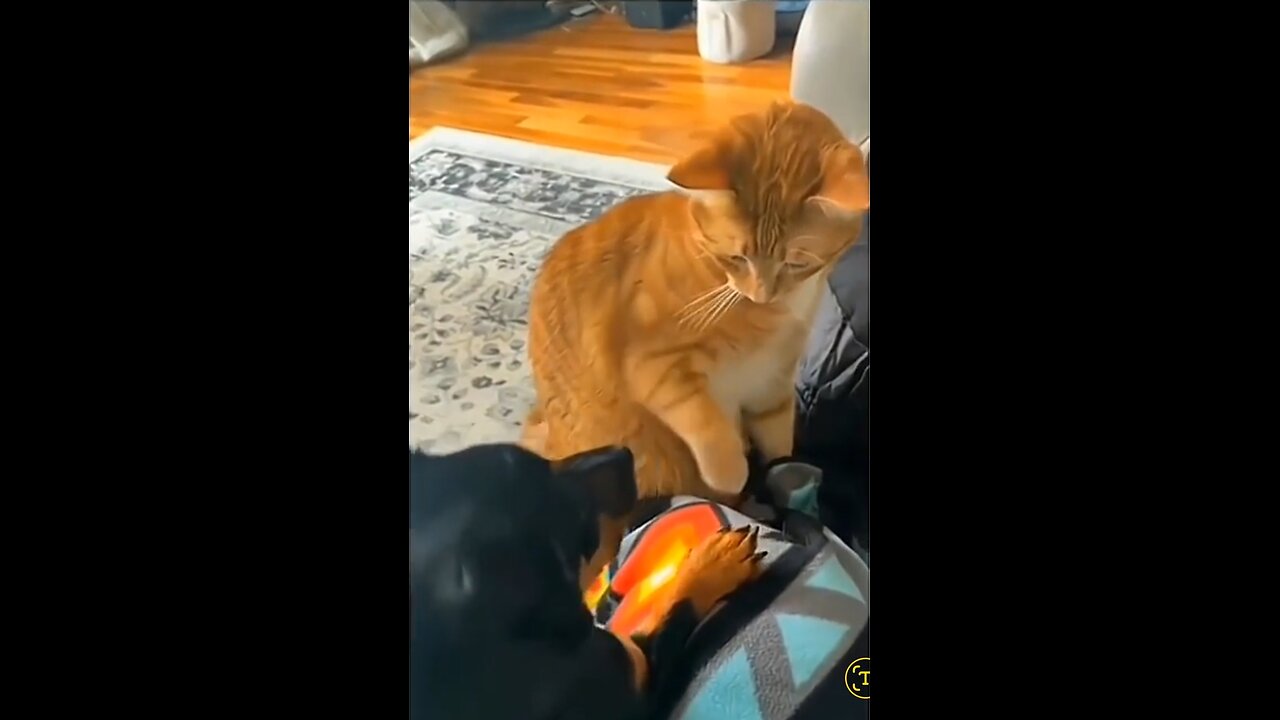 Cat funny with dog