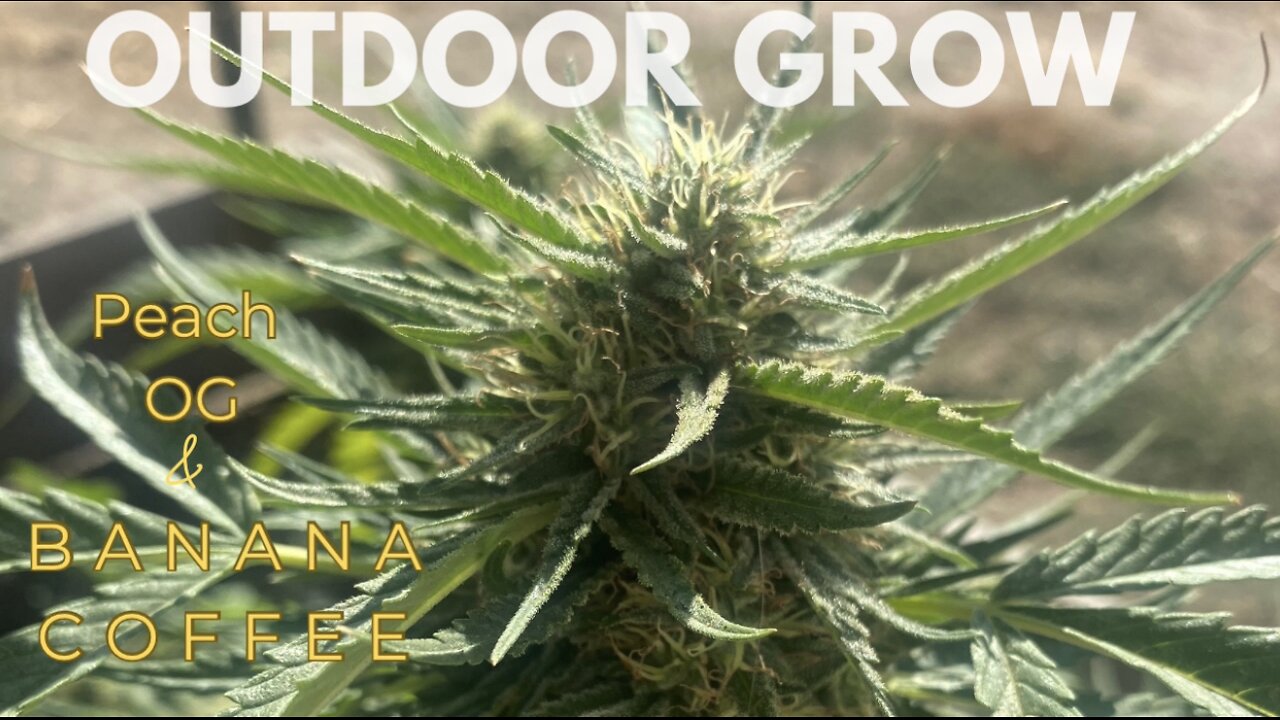 Outdoor Grow:Ethos Genetics