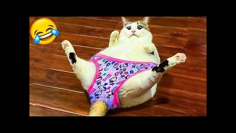 Cats & Dogs Trying To Be Cute & Funny