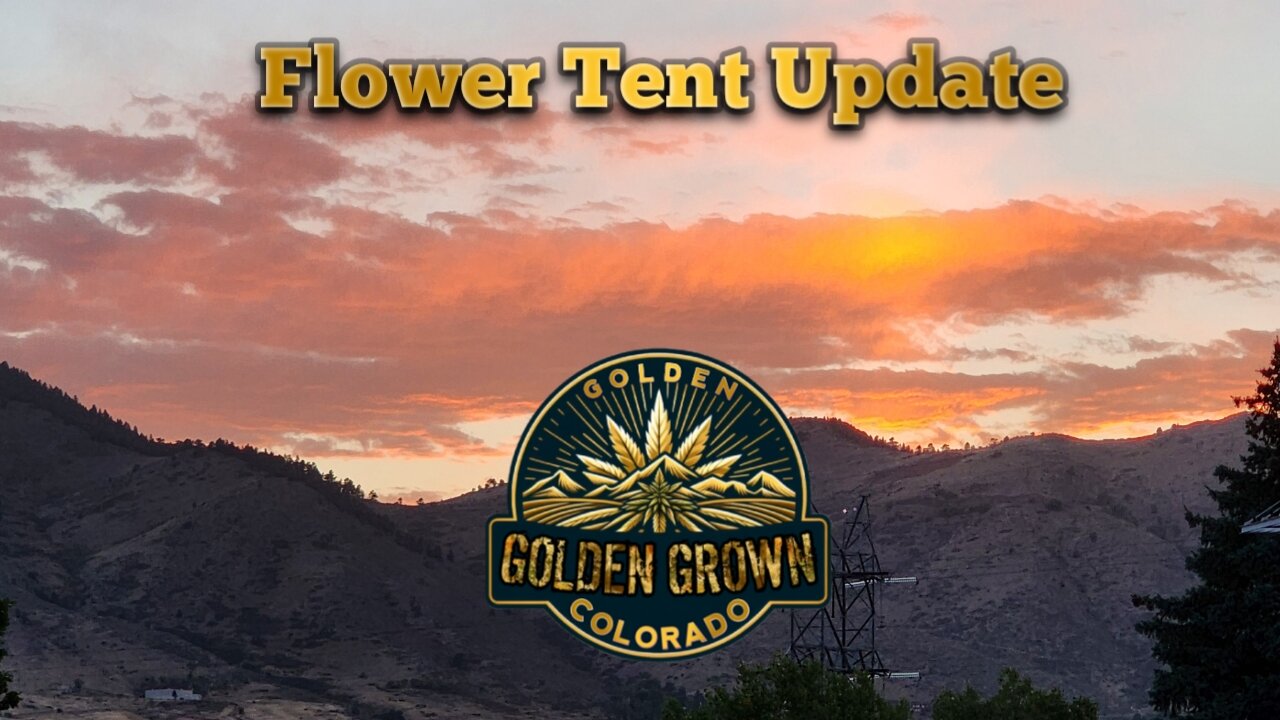 Flower Tent Update 10/03