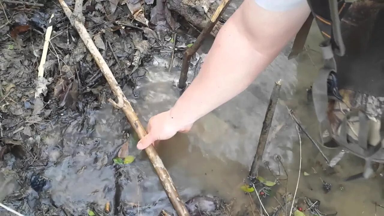 Beaver Trapping With The TS 85 Foot Hold Trap