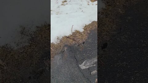 snow is disappearing #shorts