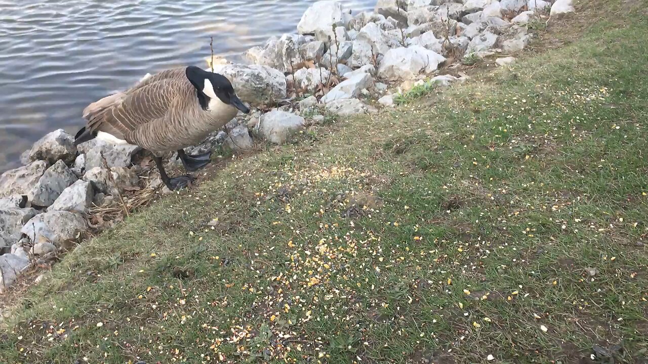 My mom and my daughter feeding a goose