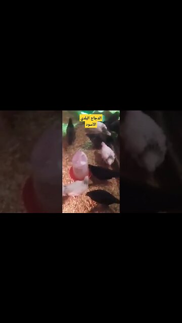 الدجاج البلدي الأسود كيوت روعة