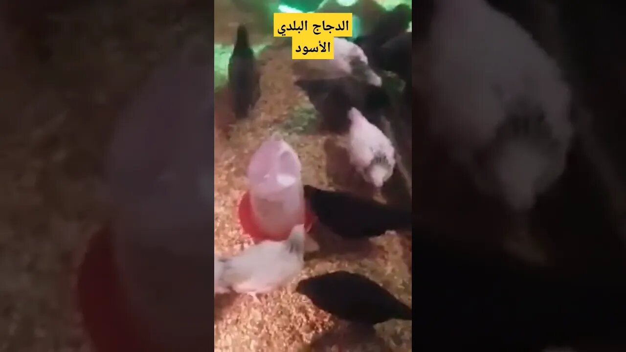 الدجاج البلدي الأسود كيوت روعة