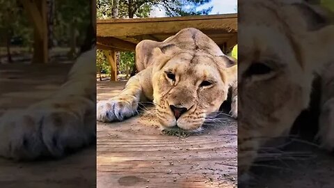 Lionesses love catnip too