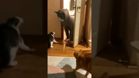 Gatos #videos #engraçados 😀😀