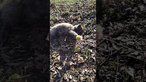 Wildewood Cat Colony Twinkie