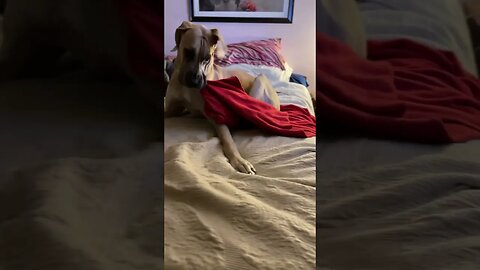 So early, the phone lives! #shorts #dogs #love #amazing #shortsvideo #dog #happy #tiktok #viral