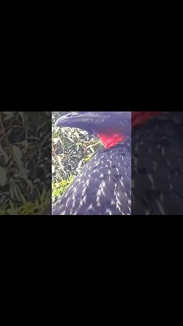 Jacu Criação de Jacu em busca de jacuaçu