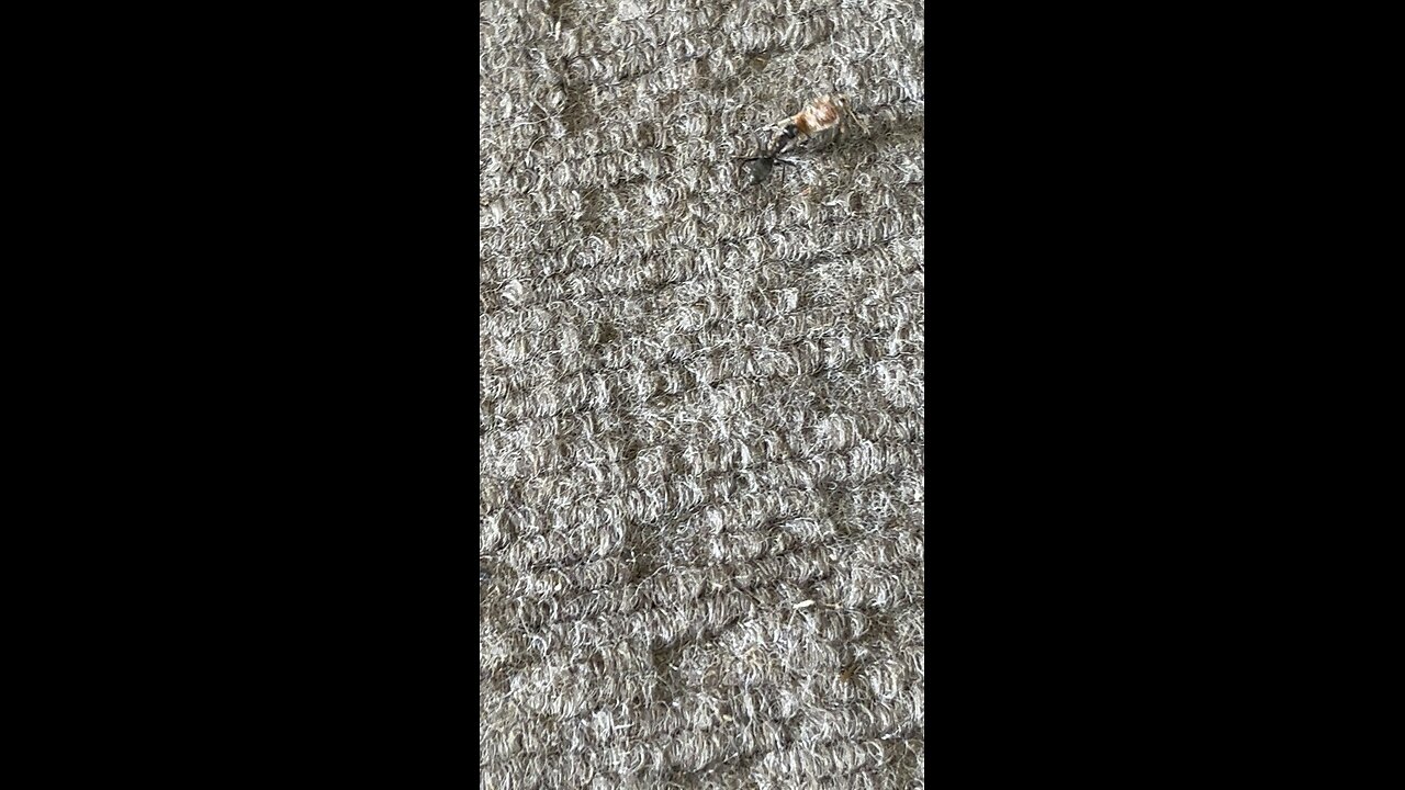 Ant Vs Moth