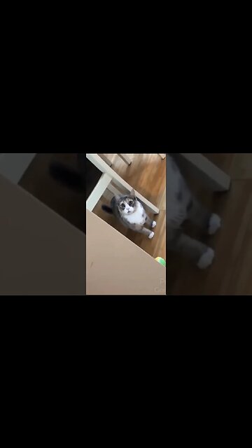 cute animals #short #shorts #cute animals 87