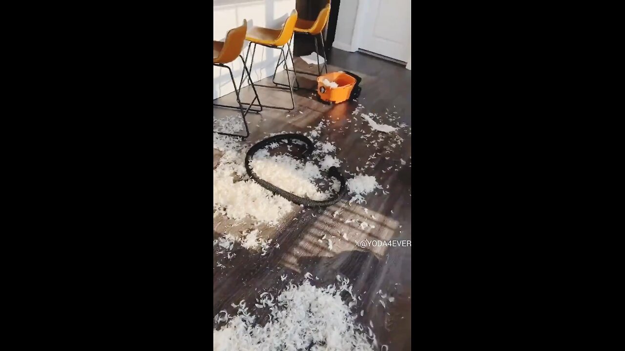 Mess created by Dog