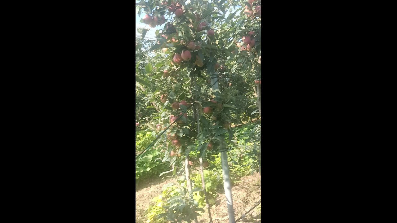 natural apple 🍎 farming in kashmir