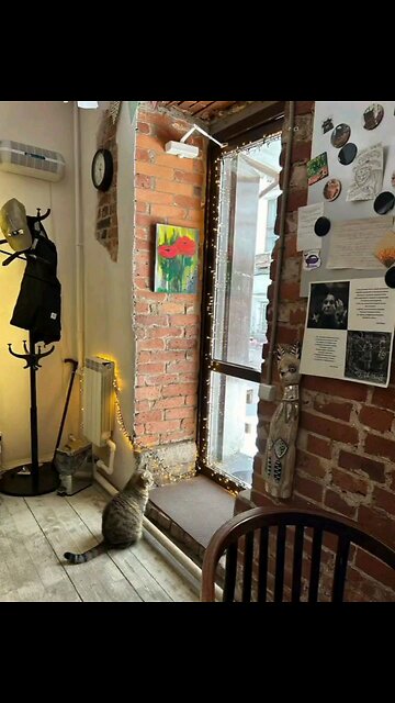 🤩 Charity coffee shop "Prosto" with cats
