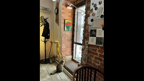 🤩 Charity coffee shop "Prosto" with cats