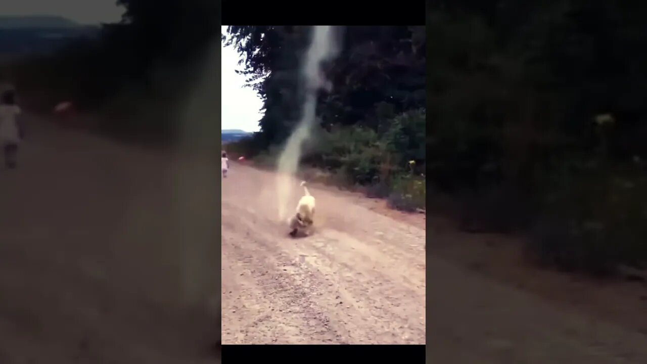 TOTO LIVES! Dog Saves Little Girl From Tornado!