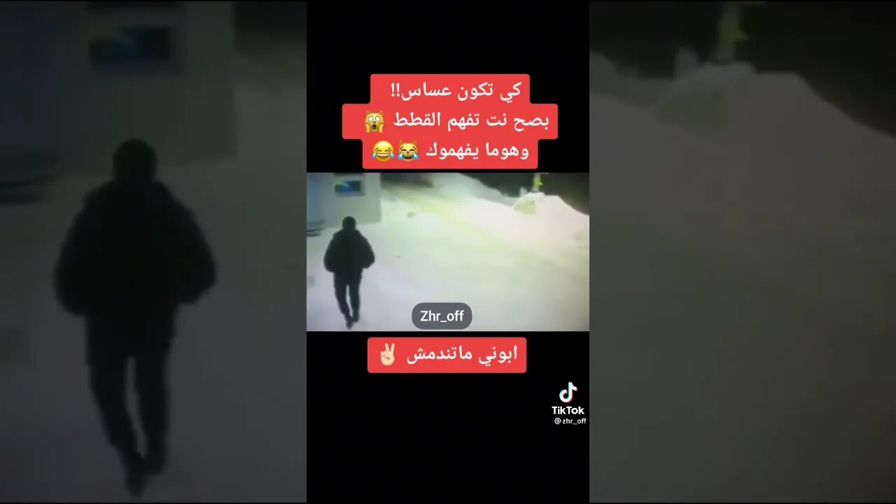 لي يفهم قطط ويتكلم معهم