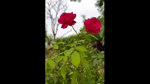 Blooming Beauty The Elegance of Roses in Full Bloom