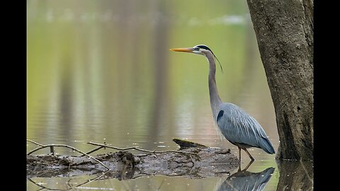 birds