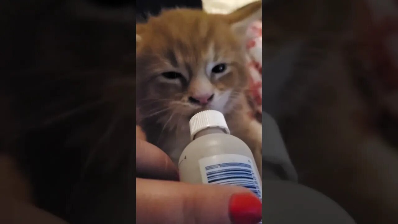 Maine Coon Kitten Henry, meat milk bottle anyone?