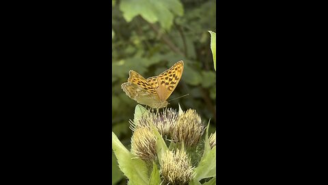 Schmetterling beim Futtern | A butterfly feeding