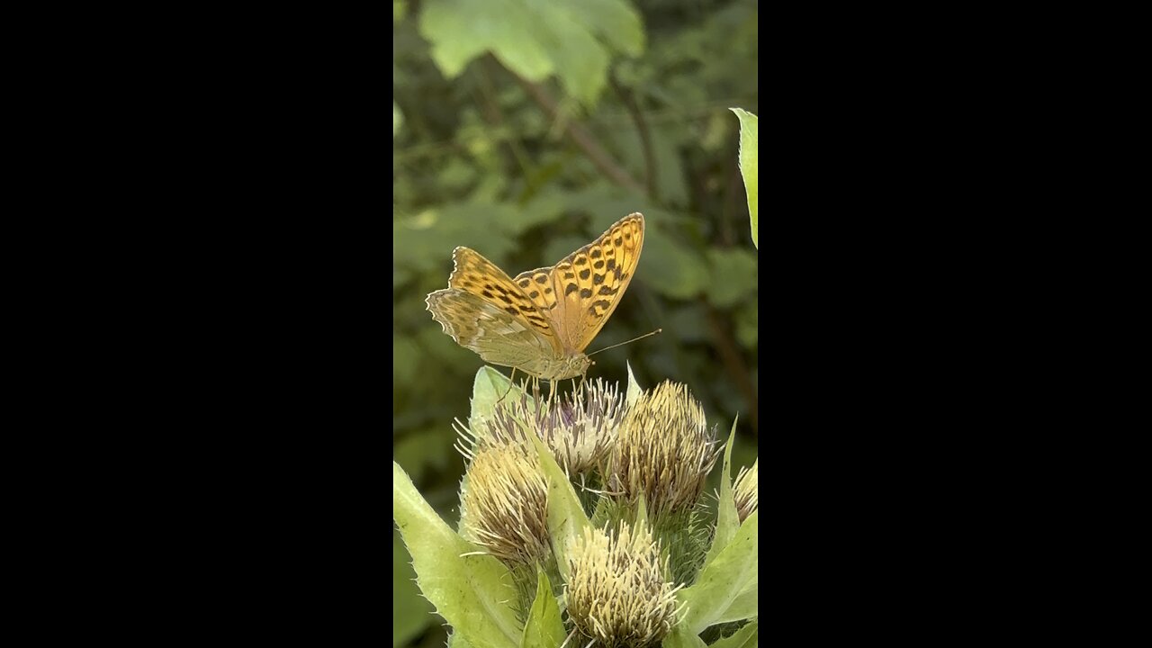 Schmetterling beim Futtern | A butterfly feeding