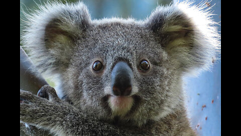 Koala - Dreamworld Australia