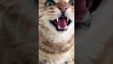 beautiful cat talking 😊