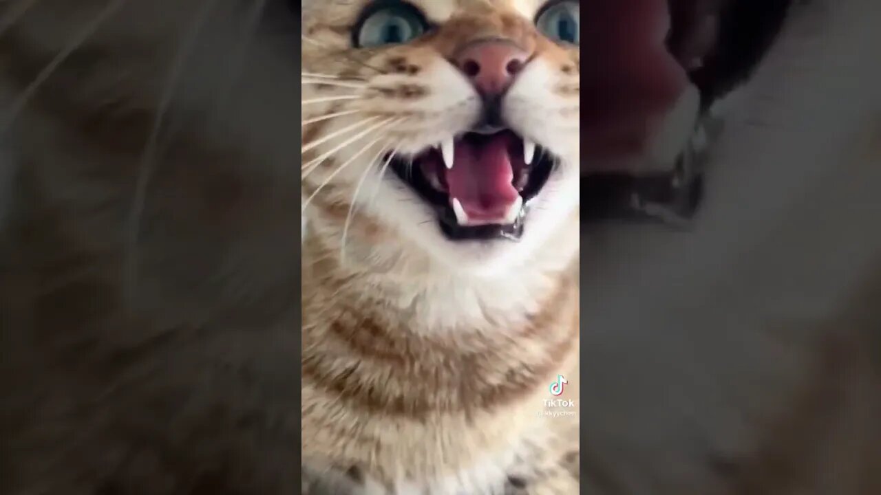 beautiful cat talking 😊