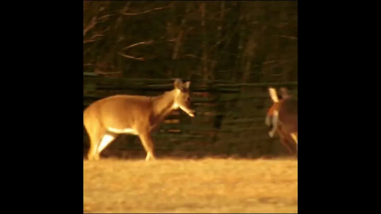 Small but aggressive young buck