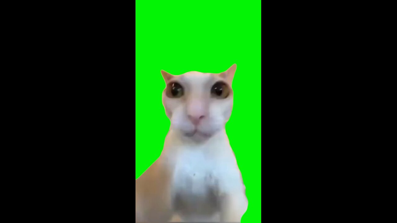 Cat Punching You | Green Screen