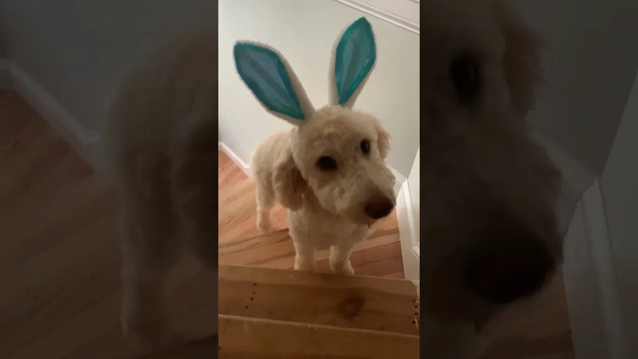 The Easter Bunny Came Early, Or Should I Say Easter Dog