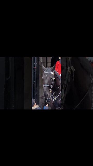 The Horse bites her fingers #horseguardsparade