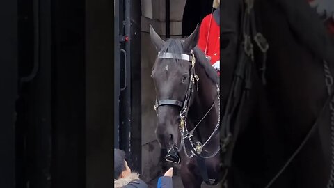 The Horse bites her fingers #horseguardsparade