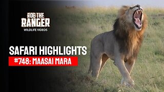 Safari Highlights #748: 01 February 2023 | Maasai Mara/Zebra Plains | Latest Wildlife Sightings