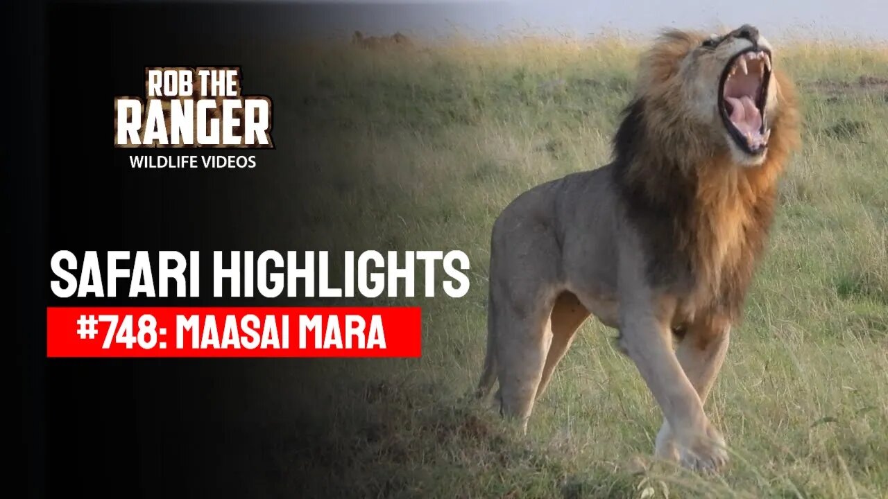 Safari Highlights #748: 01 February 2023 | Maasai Mara/Zebra Plains | Latest Wildlife Sightings