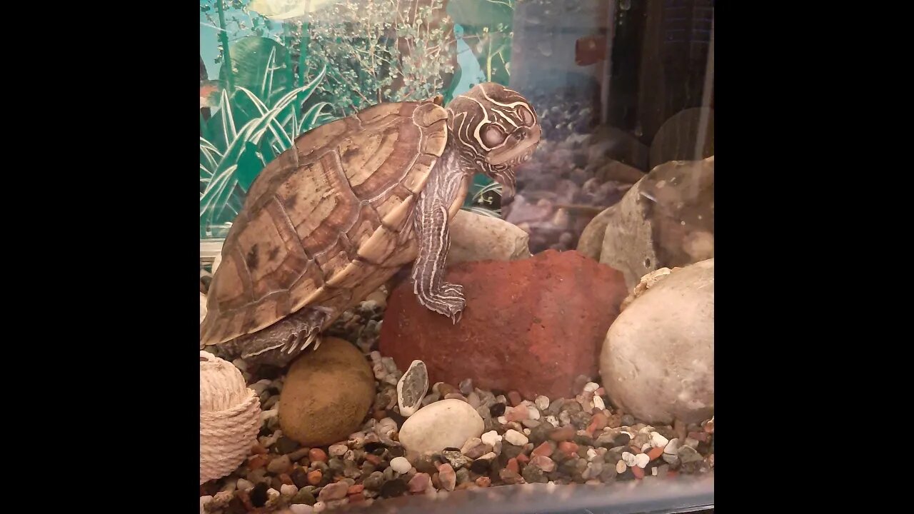 Who Will Win: 50 Shrimp or a Turtle? | Flash and Friends Go Live!
