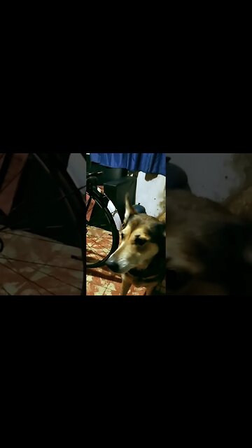 Hace un tiempo me visitaban unos "perritos" muy simpáticos! 😂 #tacuarembó #uruguay (2021)